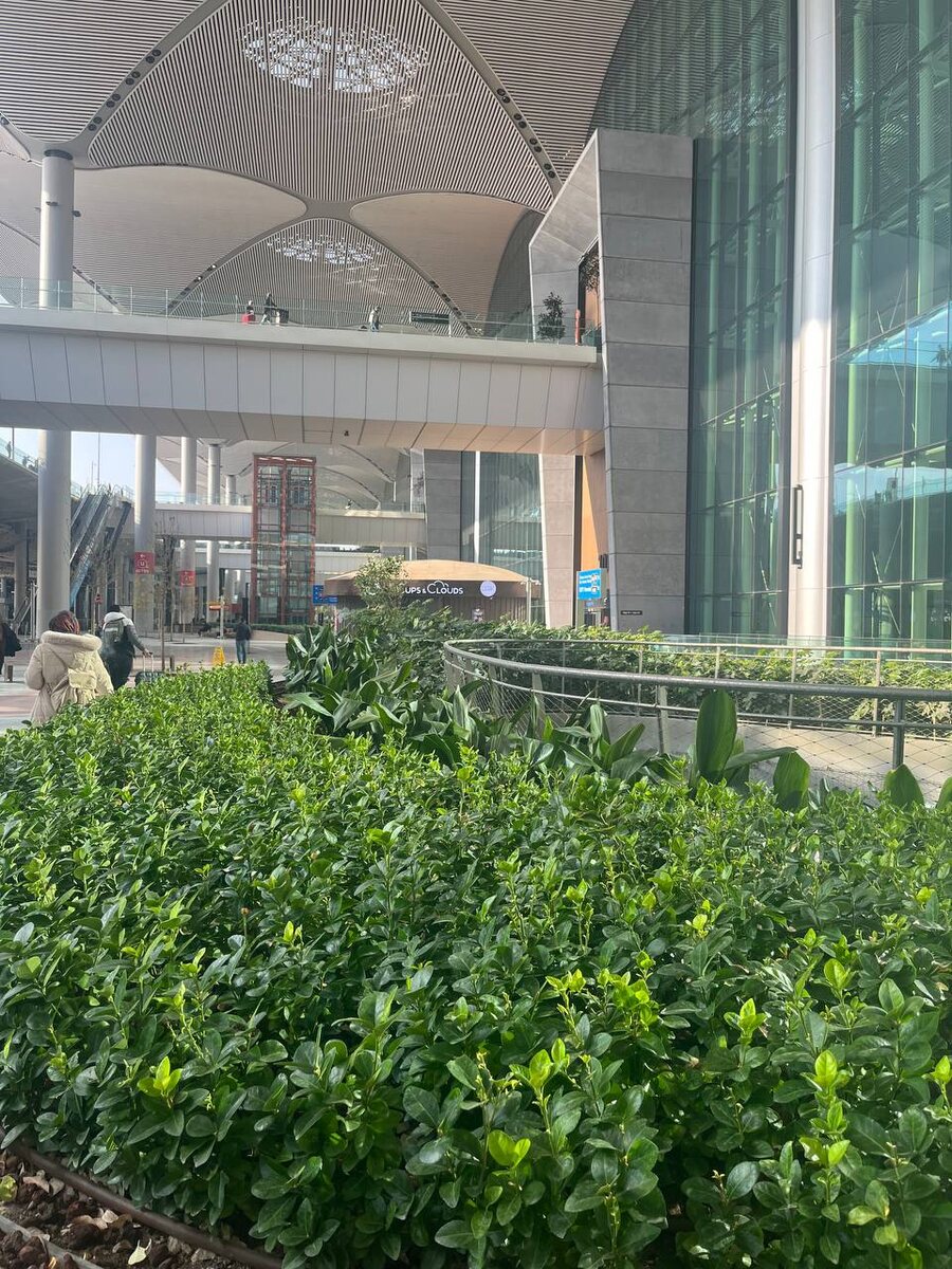 Живые изгороди в аэропорту г. Стамбул (Турция). Фото Виктории Мироновой 