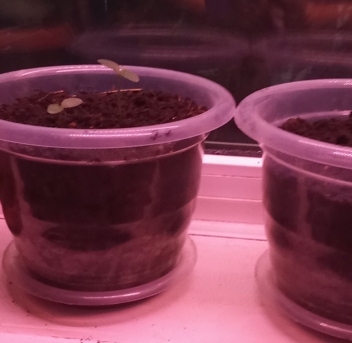 В ожидании роста.