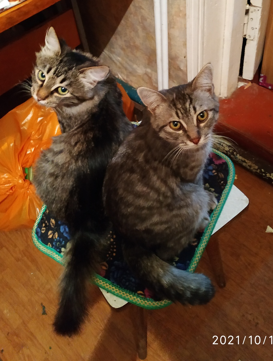 Катя и Барсик. октябрь 2021 года