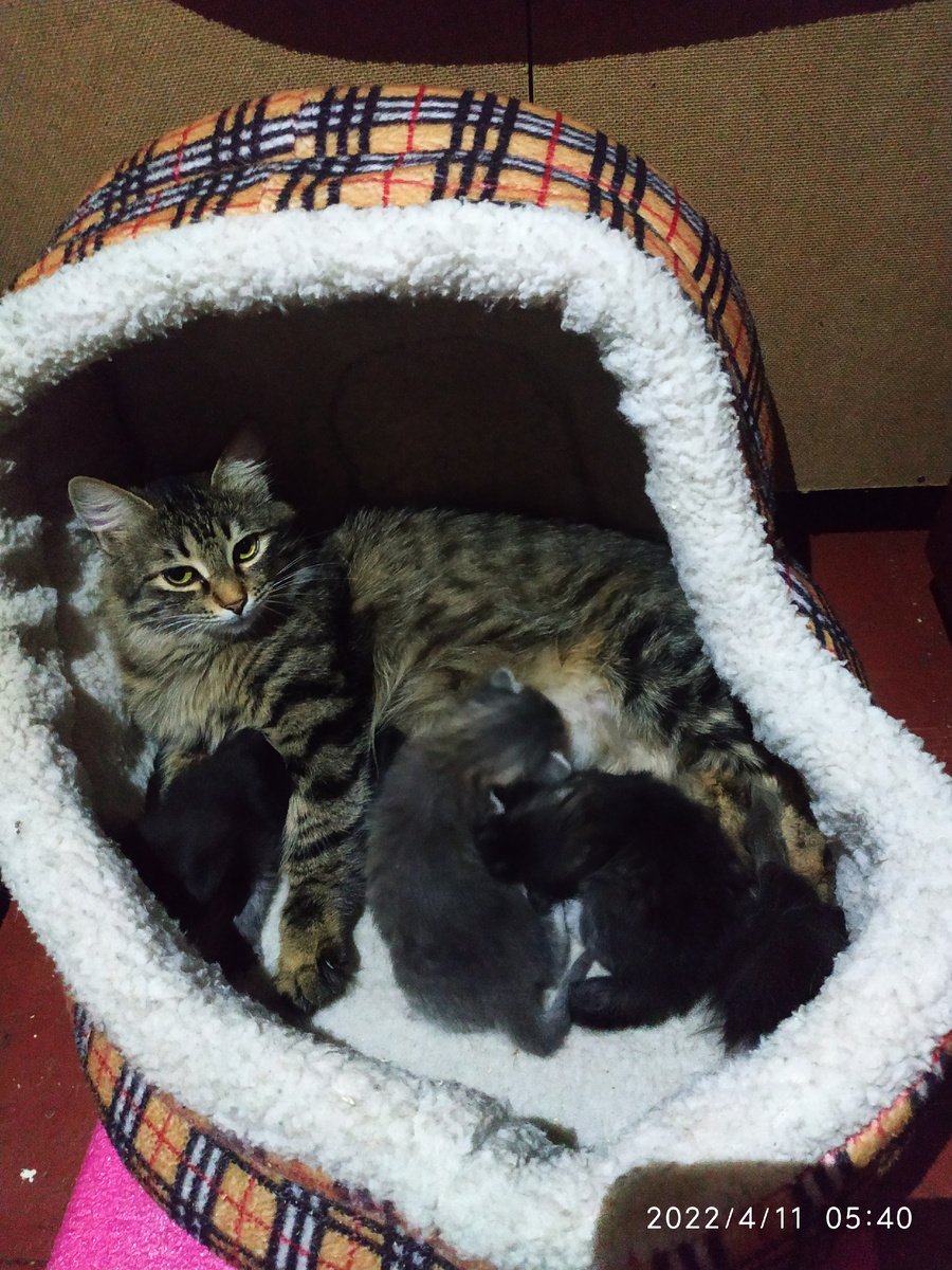 11 апреля 22 г. Мама Катя и котята