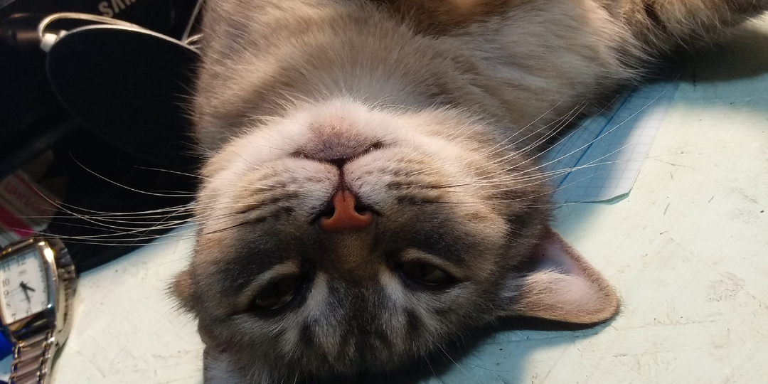 Часть 739. Скоро, скоро именины)