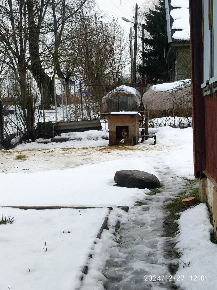 Рыжик в будке