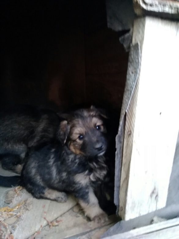 Иллюстрация из открытых источников. 