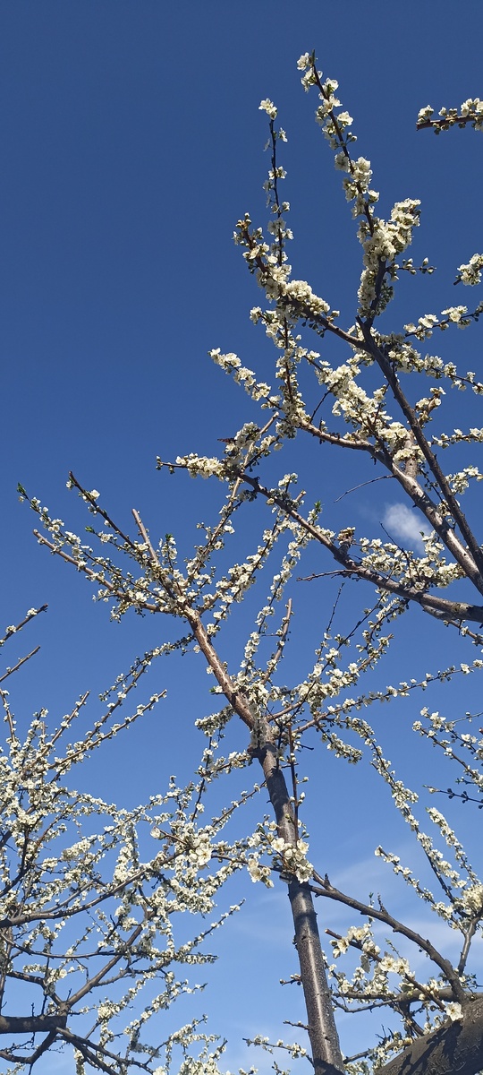 Папа – селекционер, постоянно что-то экспериментирует