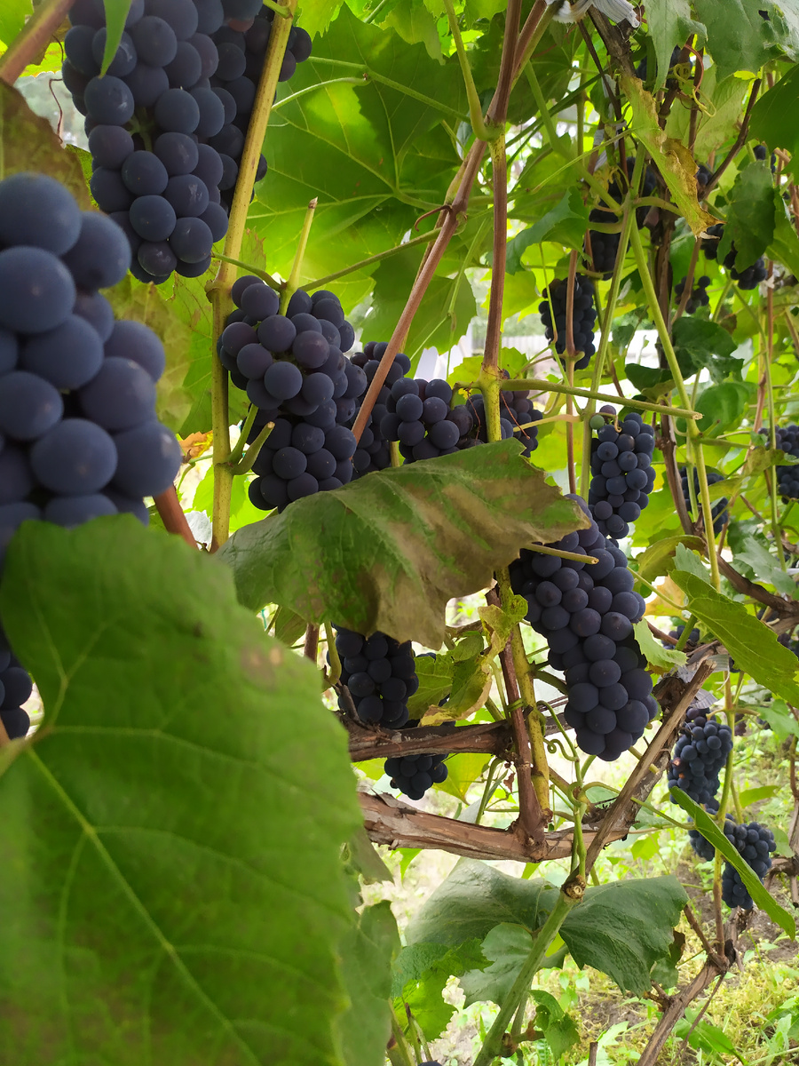 Ещё любит заниматься виноградом