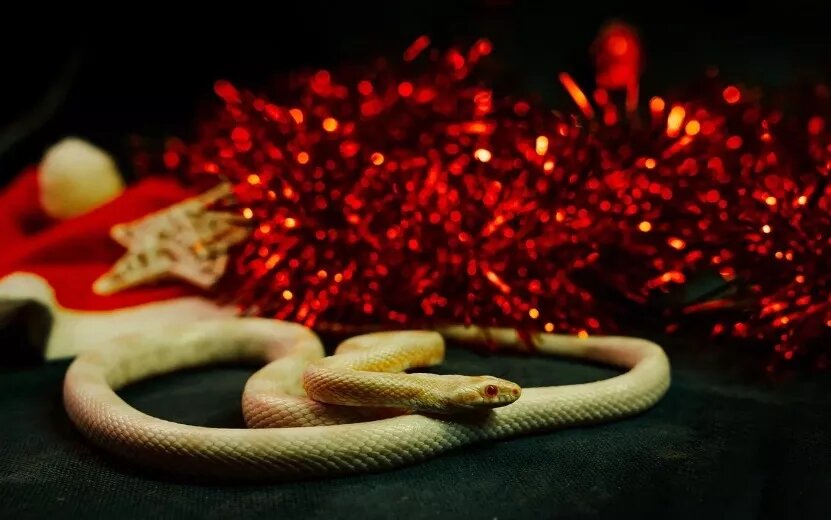    Гороскоп на день 22 декабря - кому из знаков повезет в личной жизни, а кто сможет наконец-то отдохнуть