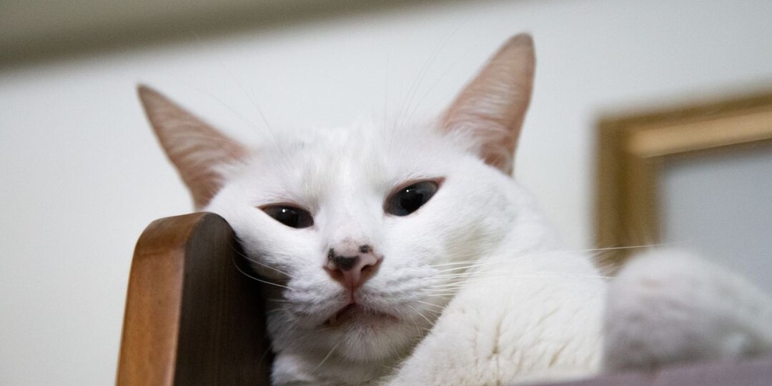 Как понять, что у кошки что-то болит: первые признаки, которые должны насторожить