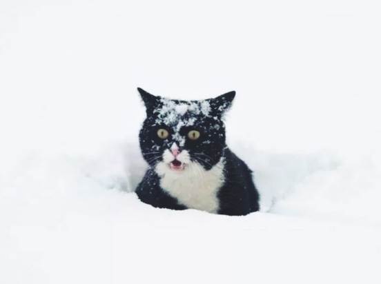 10 снимков, доказывающих, что коты и снег совместимы как осьминог и велосипед
