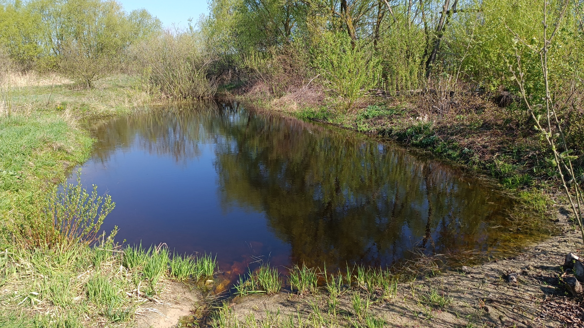 Пруд в апреле 2023 года