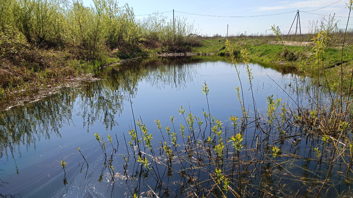 Пруд в апреле 2023 года