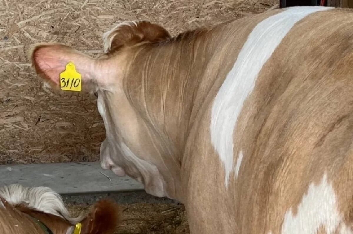    Ресурсник заплатит более 400 тыс рублей за гибель скота в Забайкалье