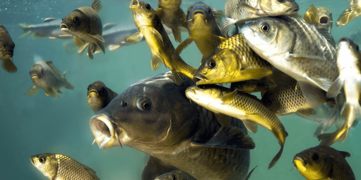    Пресноводные рыбы мало пьют воды и много мочатся. Источник: masterok.livejournal.com