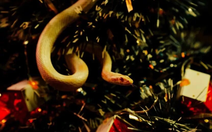    Гороскоп здоровья для всех знаков зодиака 2025: Львам стоит позаботиться об осанке, а Весам – внимательнее следить за работой сердца