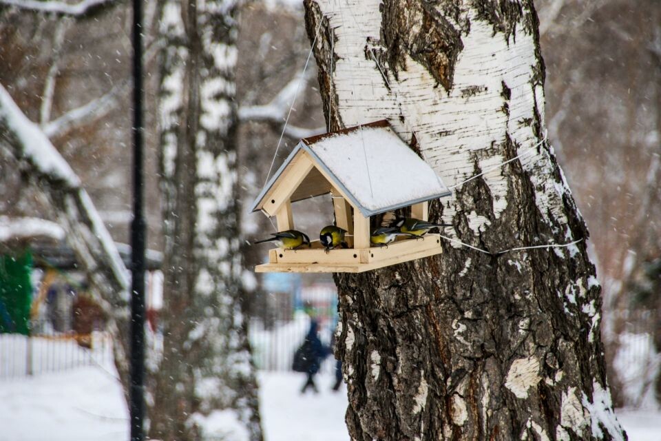    Зима. Снег.. Источник: Виталий Барабаш