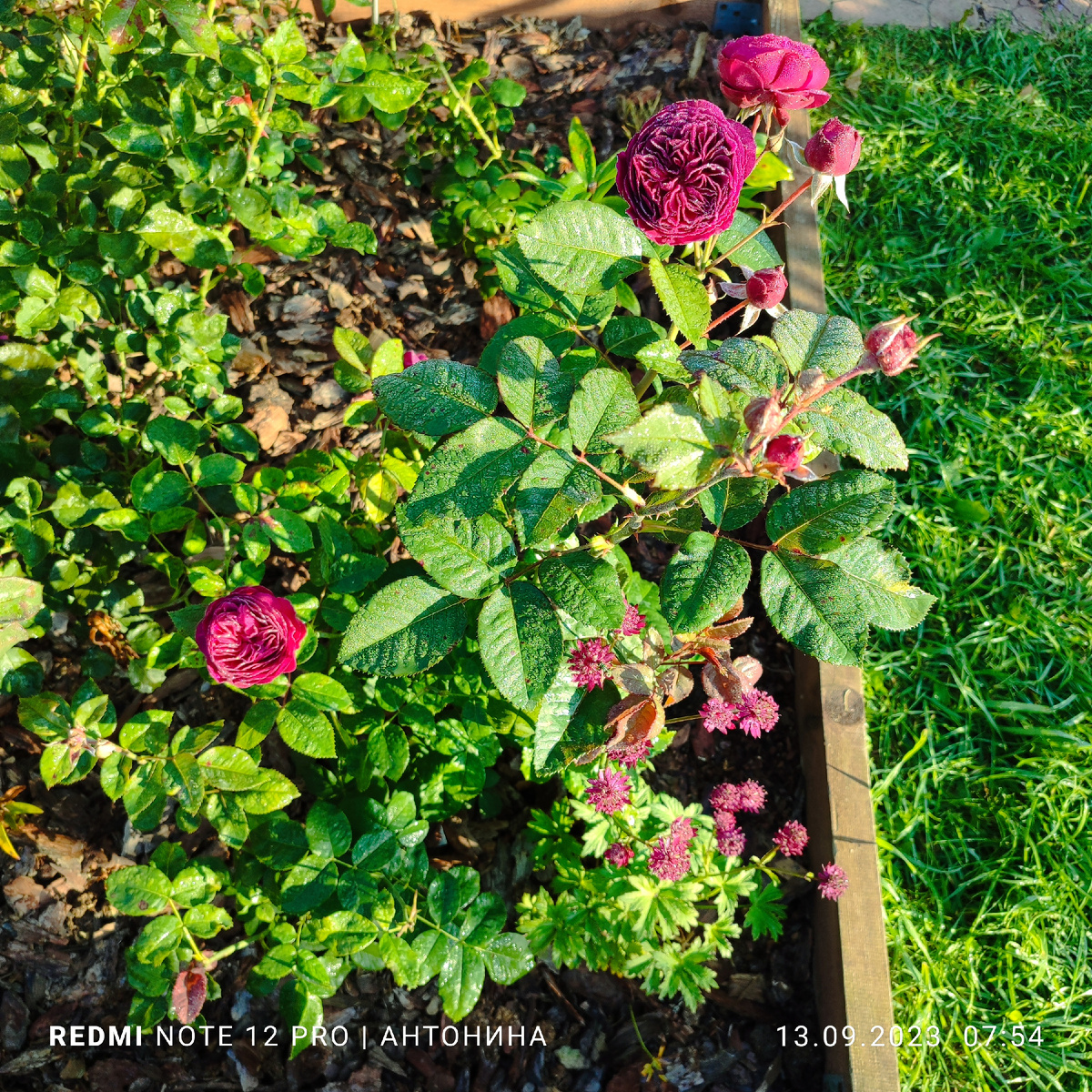 Роза Перпл Лодж и астранция Руби Веддинг.