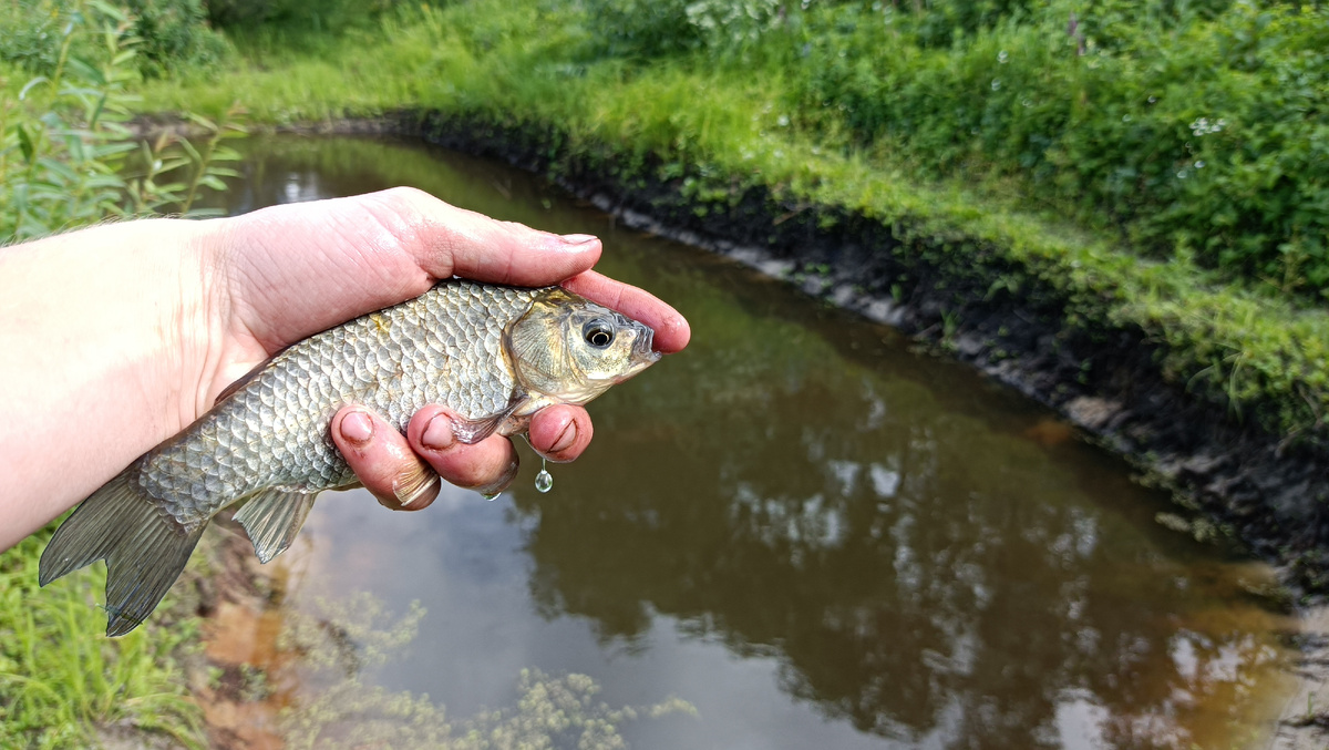Серебряный карась