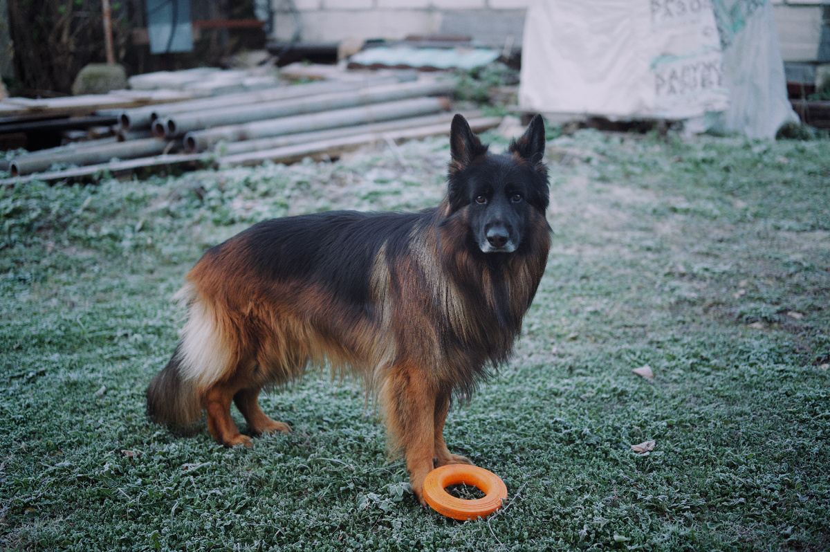 Д/ш немецкая овчарка Локи