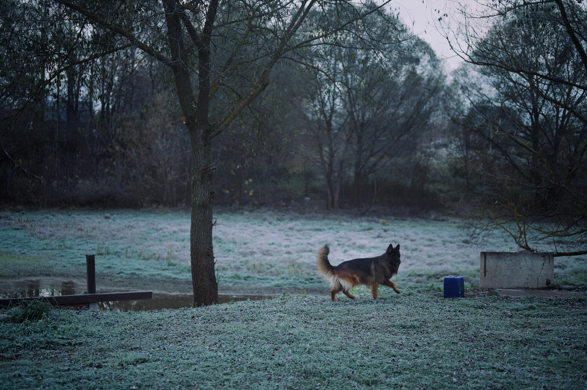 Д/ш немецкая овчарка Локи
