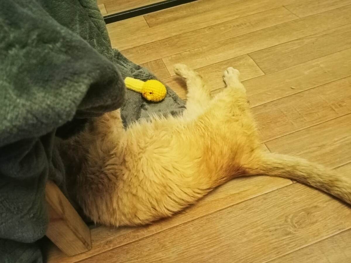 Барсик: - Зачем мне колобок?