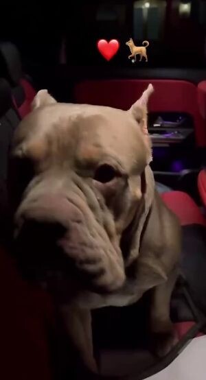    Собака Яниса Тиммы, фото: соцсети