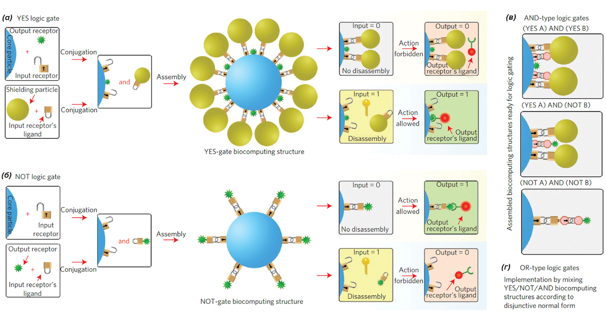 Рисунок 1. Наночастицы в роли элементарных единиц молекулярного компьютера. Показано концептуальное устройство частиц, реализующих основные логические вентили — ДА (а), НЕ (б), И (в) и ИЛИ (г). 
