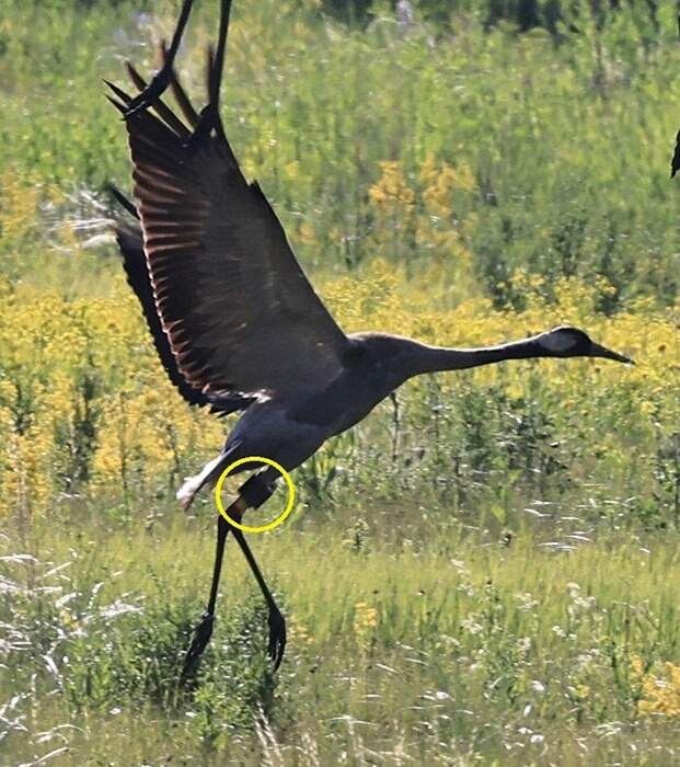    Фото: "Птицы города Курска"