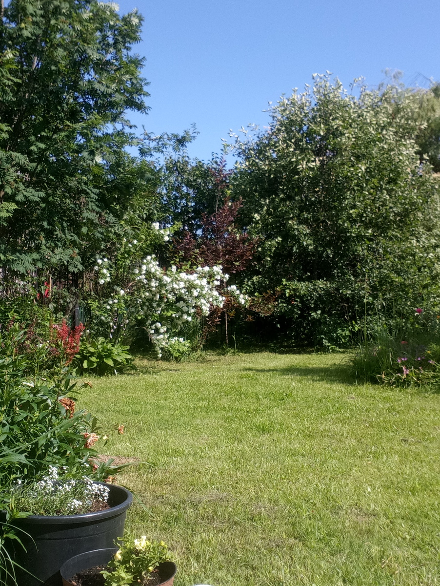 Алиссум. Плохо нарастал в этом году, напали какие-то гусеницы((