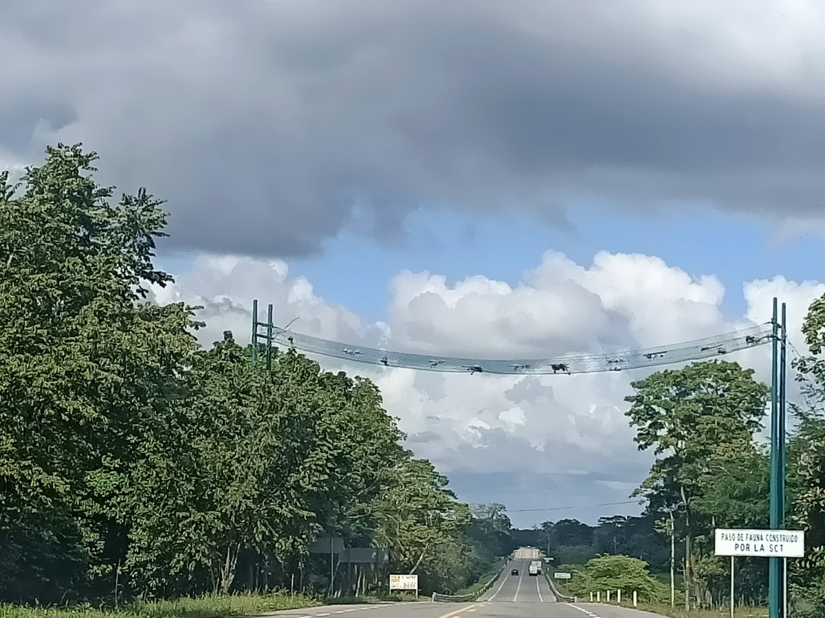 Переход над дорогой для обезьян