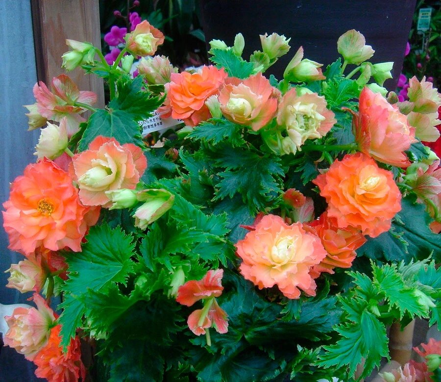 Фото из интернета