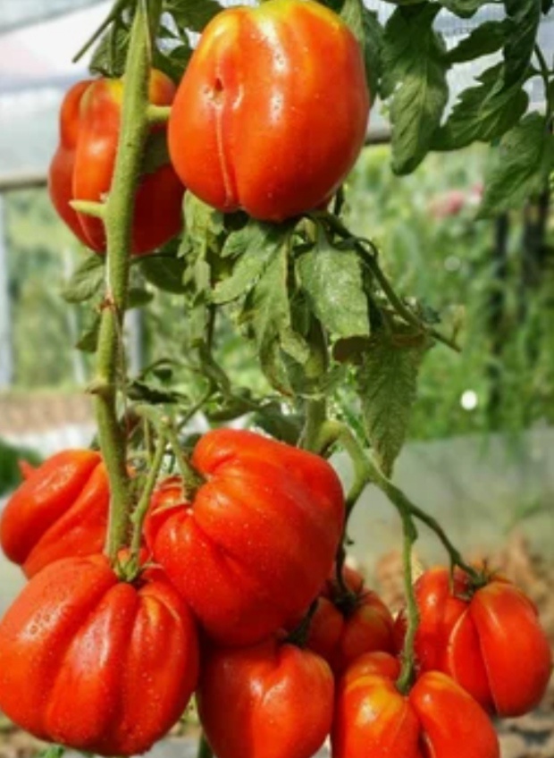 Томат "Польские сливки тетушки Сварло" 