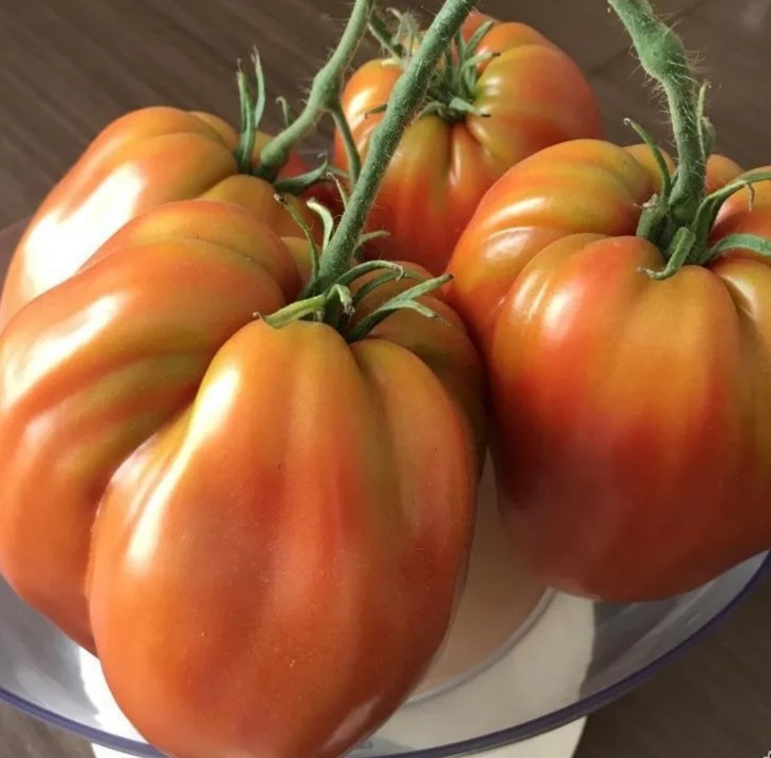 Томат "Польские сливки тетушки Сварло" 