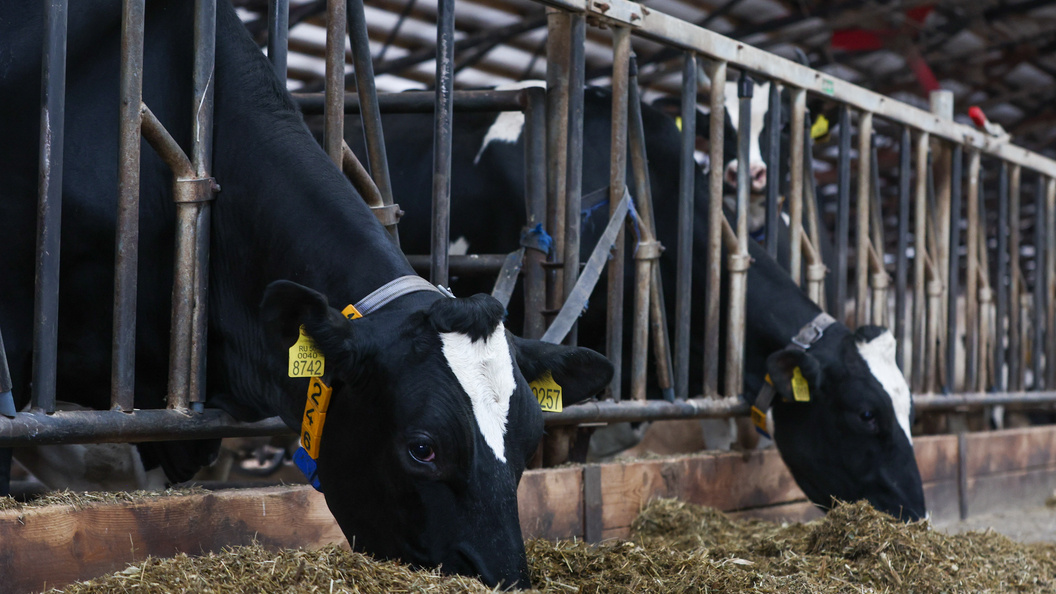    Фото: Shatokhina Natalia/Globallookpress