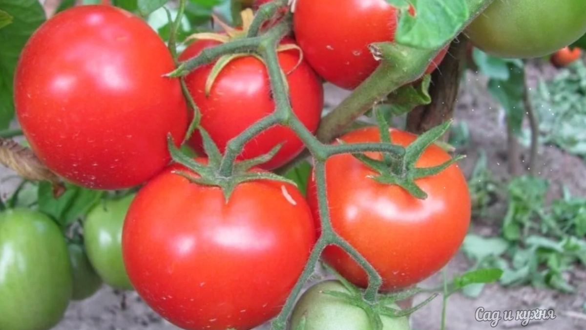 Сорт "Санька".