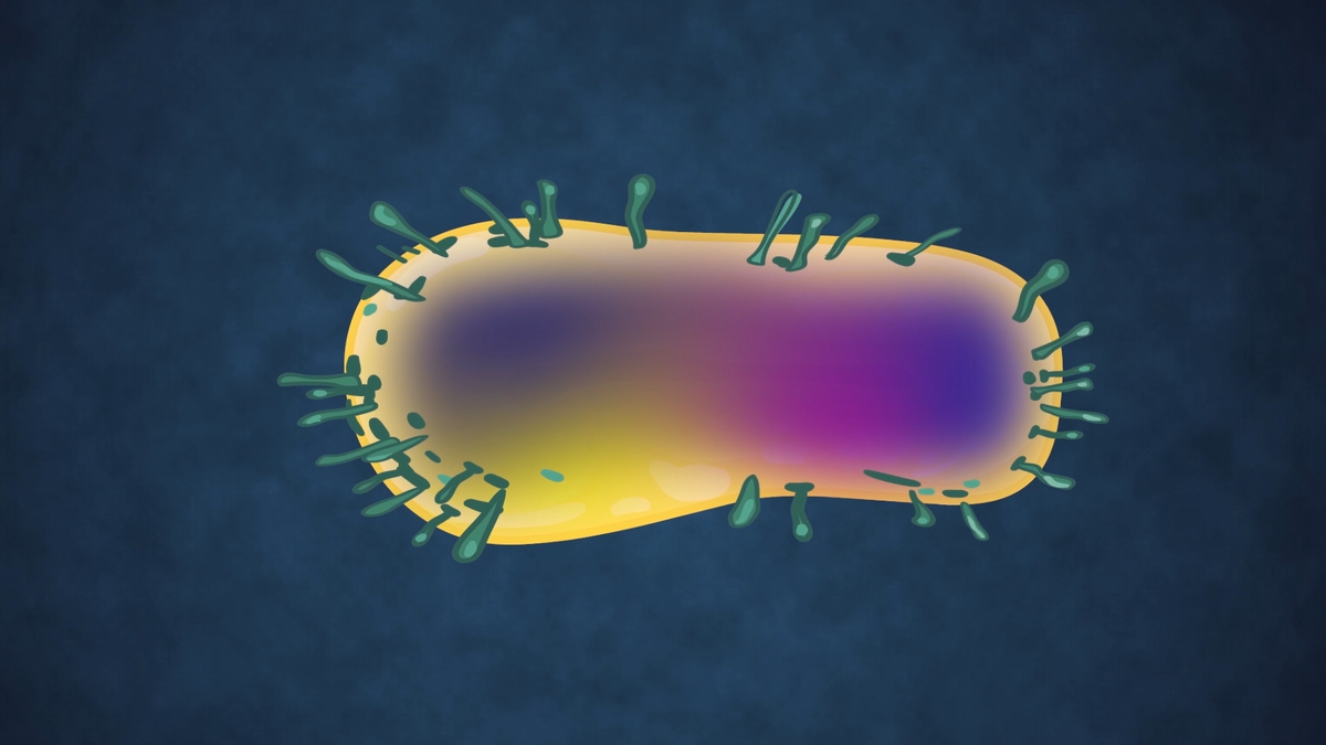 Чумная бактерия