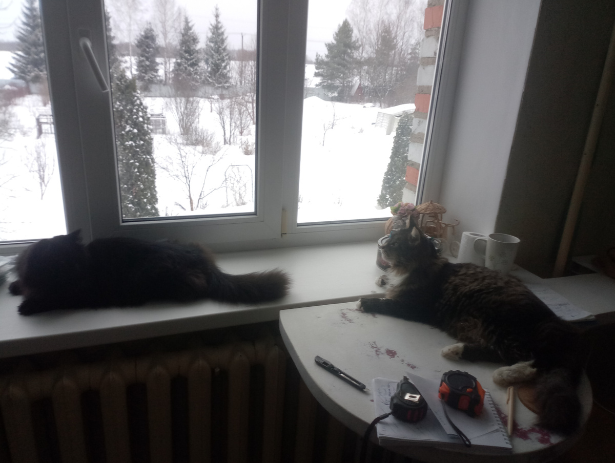 Котикам тоже не очень нравится зима