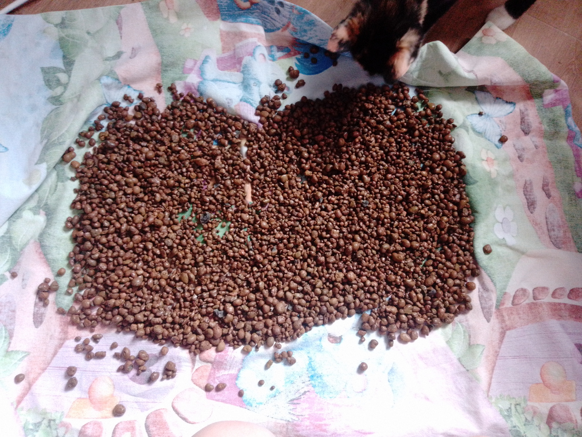 Теперь это похоже на гору кошачьего корма