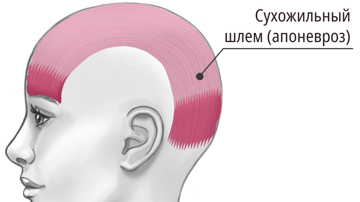 Затылочно-лобная мышца и сухожильный шлем (апоневроз)