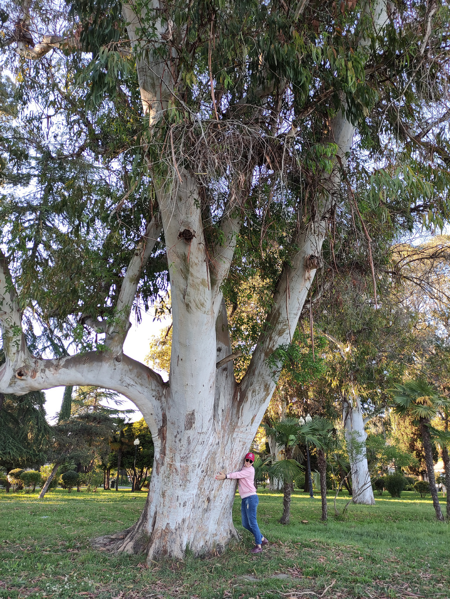 Эвкалипты на набережной Махаджиров