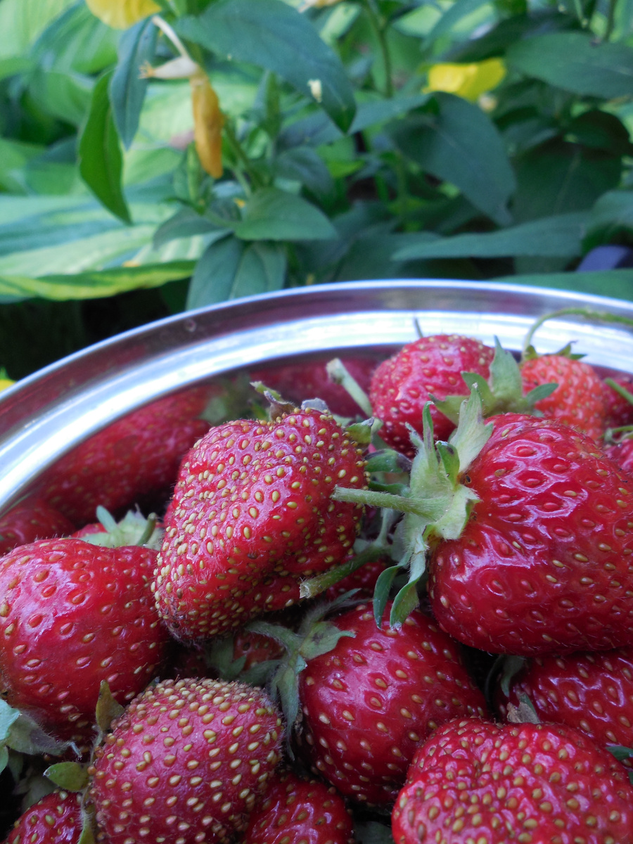 Клубника и энотера