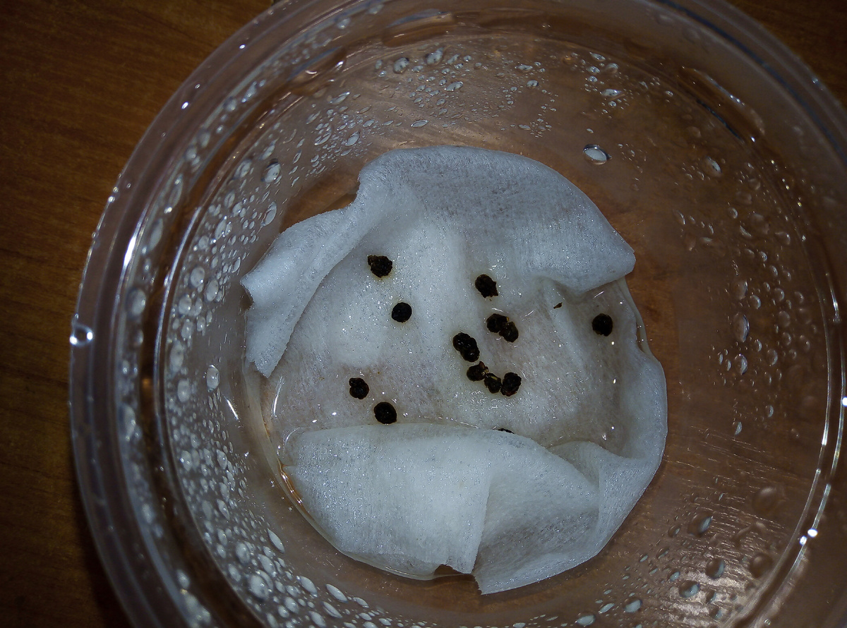 Фото автора.