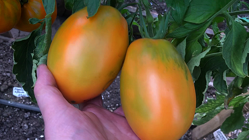 Томат Сосный Манго 2024 г.