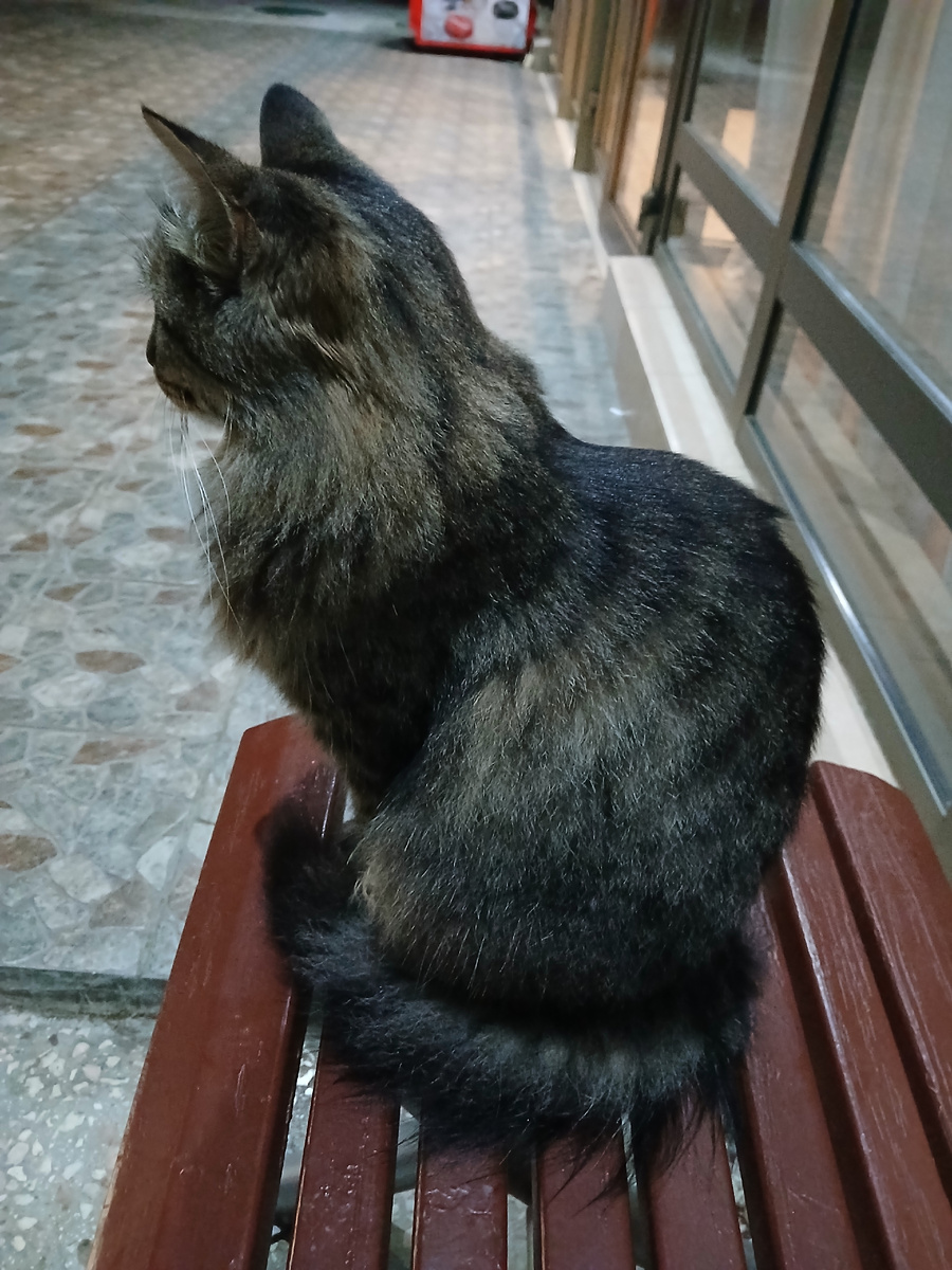 Эту даму я называла Мать Драконов.) Очень уж она серьезная.