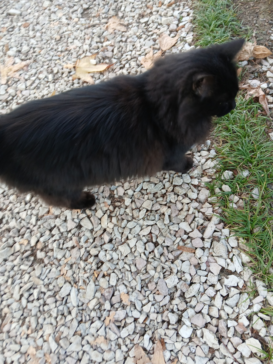 Черныш. Не очень любит фотографироваться.