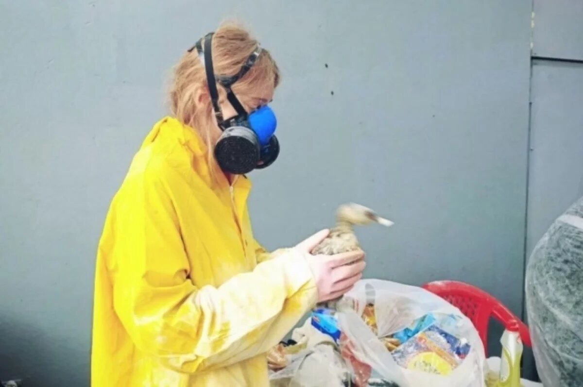    В Анапе волонтеры спасли более 350 птиц