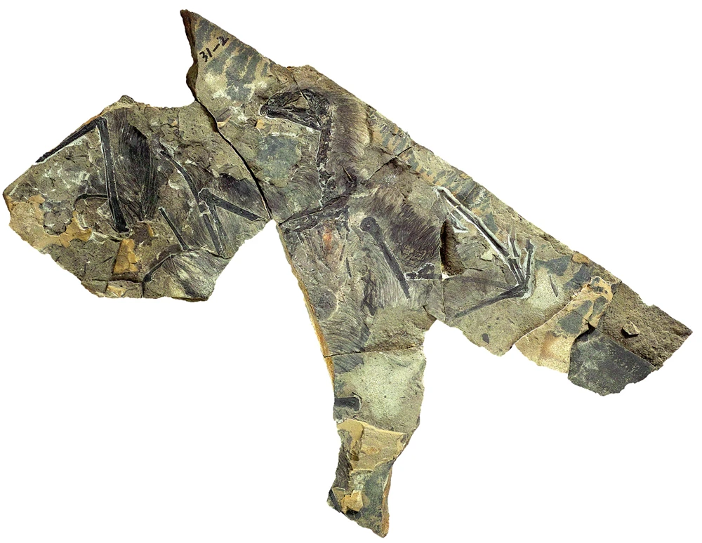 Голотип STM 31-2