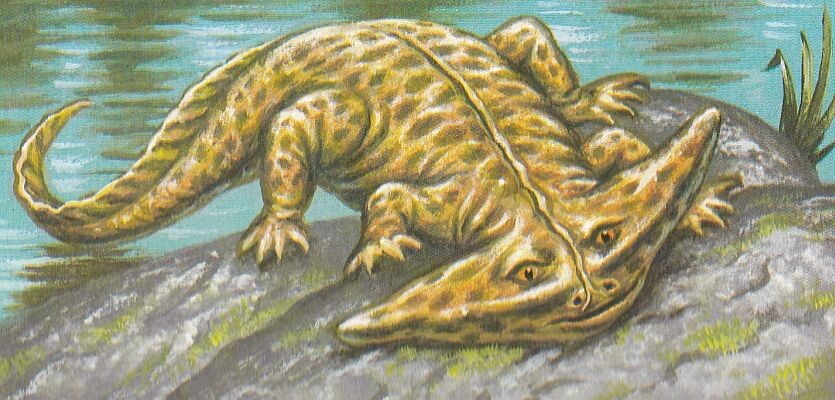 Диплокаулюс смотрит на вас с презрением.