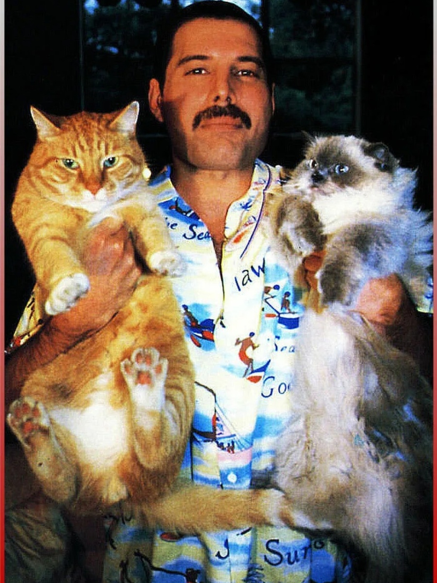 Фредди Меркьюри с кошками. Фото из интернет.