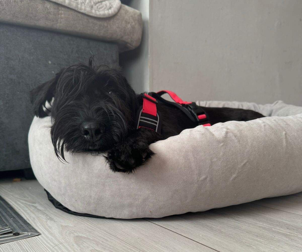 Боня одомашнилась