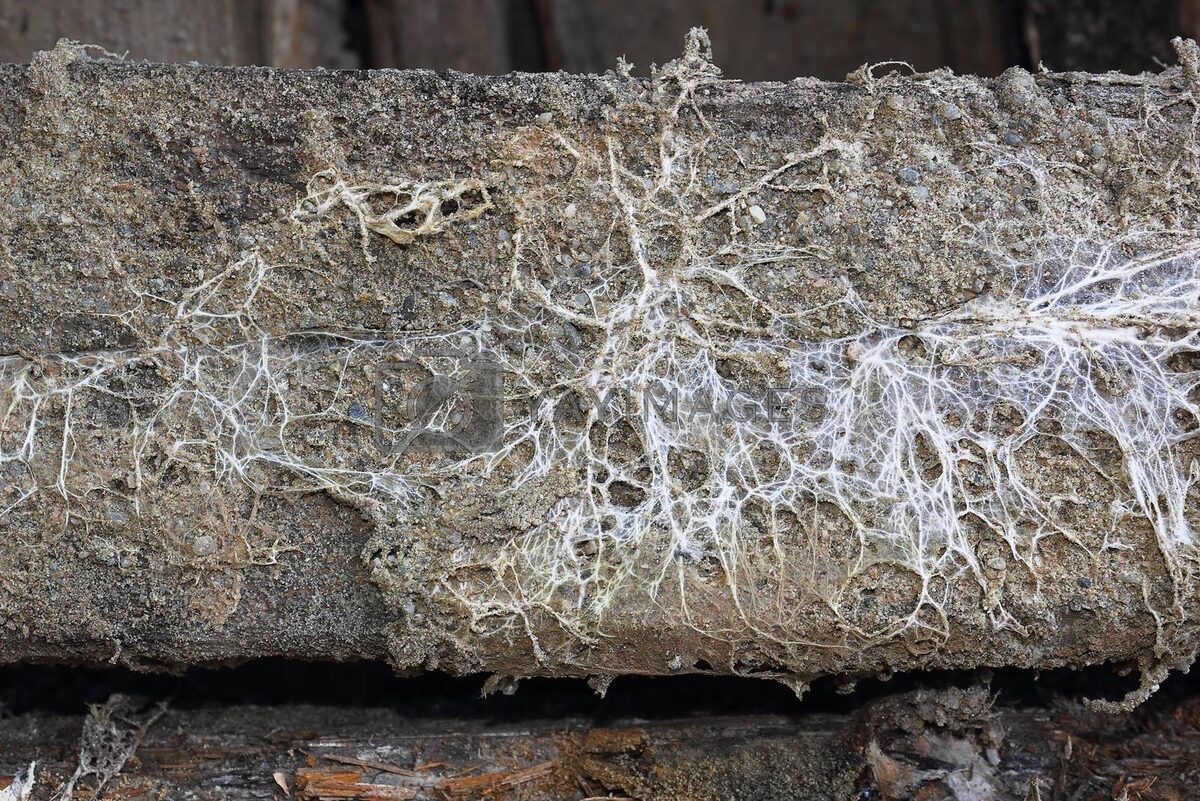 Ризоморфный мицелий. Обычный мицелий рассмотреть невозможно, его толщина - одна клетка.