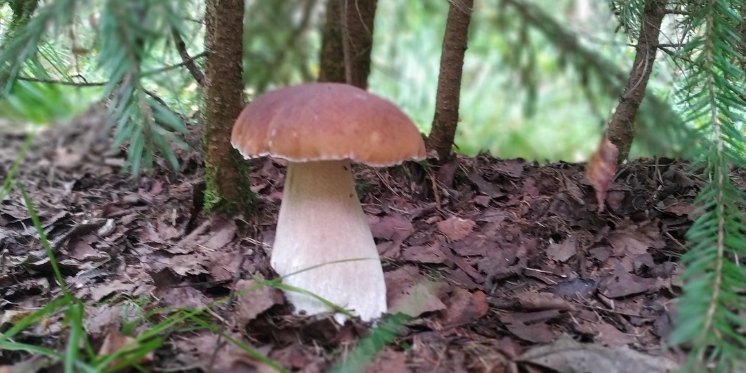 7 интересных фактов о грибах